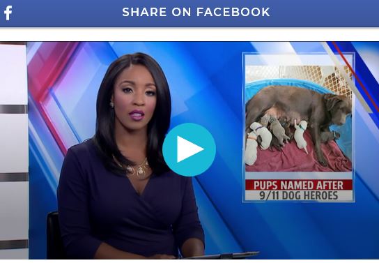 Labrador Retriever Breeder Welcomes 8 Puppies, Then Nam