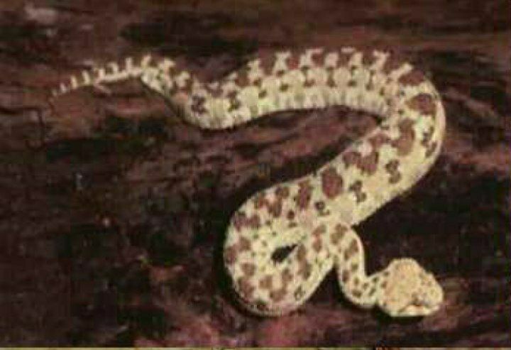 نقره لعرض الصورة في صفحة مستقلة